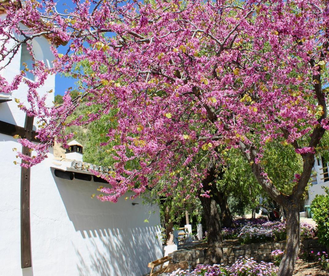 Pensjonat Cortijo La Fe Montefrío Zewnętrze zdjęcie